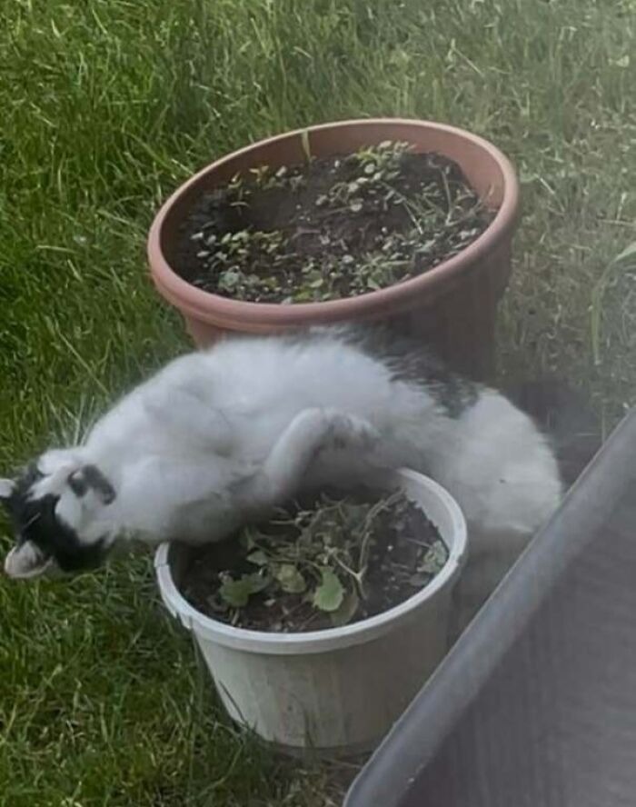 Catnip Madness: Slippery Tea Garden Disaster