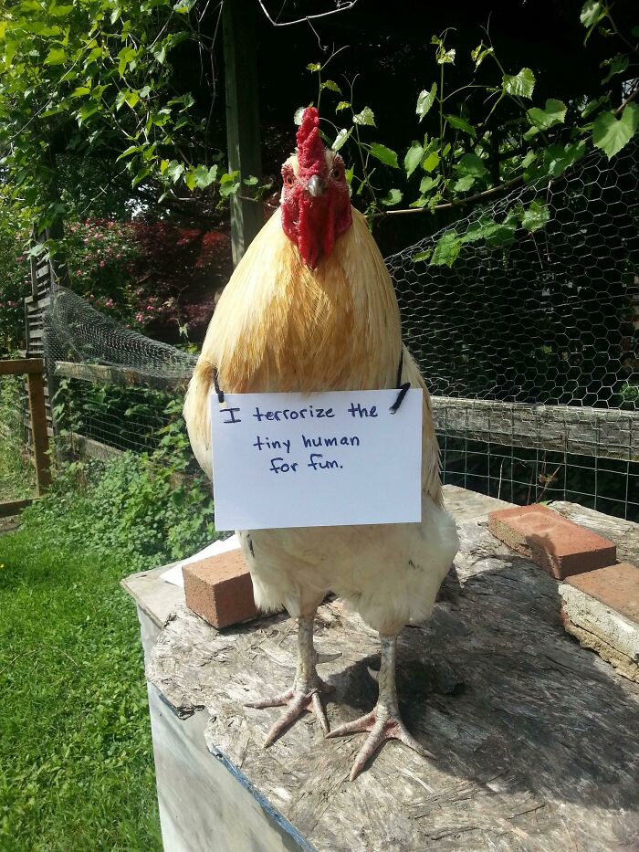 Chicken Shaming? Yep, It’s a Thing!