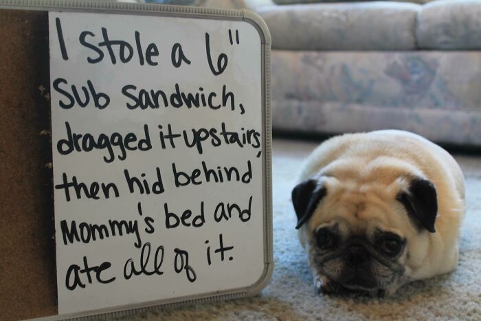 Pug Shaming: Little Dude’s Big Problem