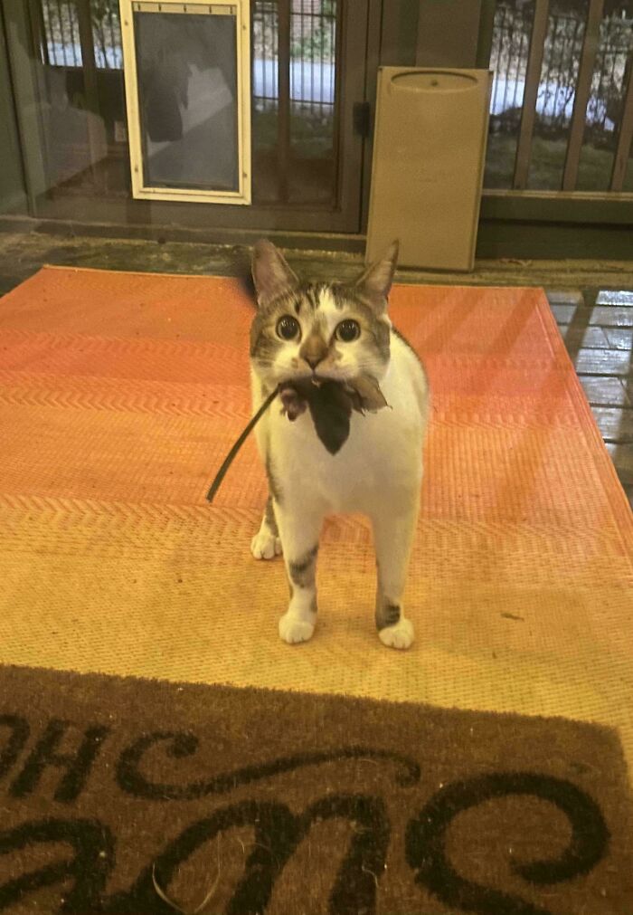 Indoor Cat Sneaks Out Dog Door, Causes Mayhem