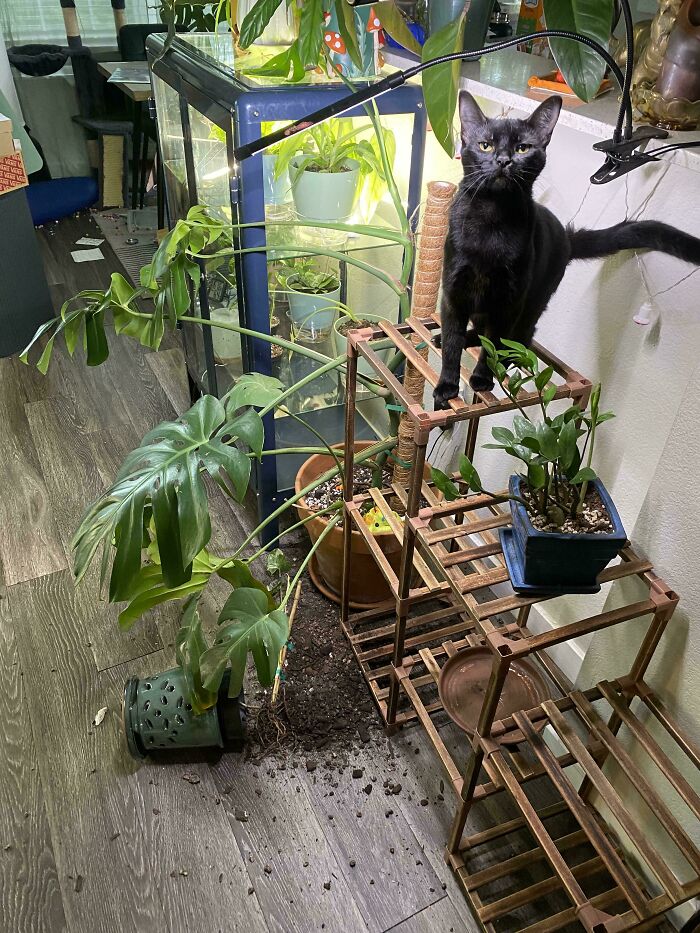 This Was Totally Personal (And Pet-y)