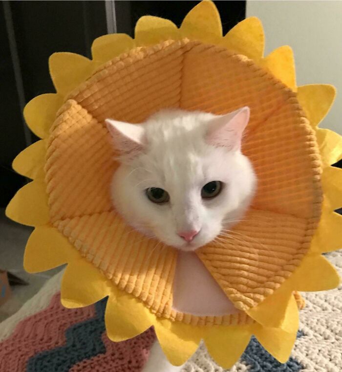 Simon’s Sunflower Of Shame (Tail Edition)