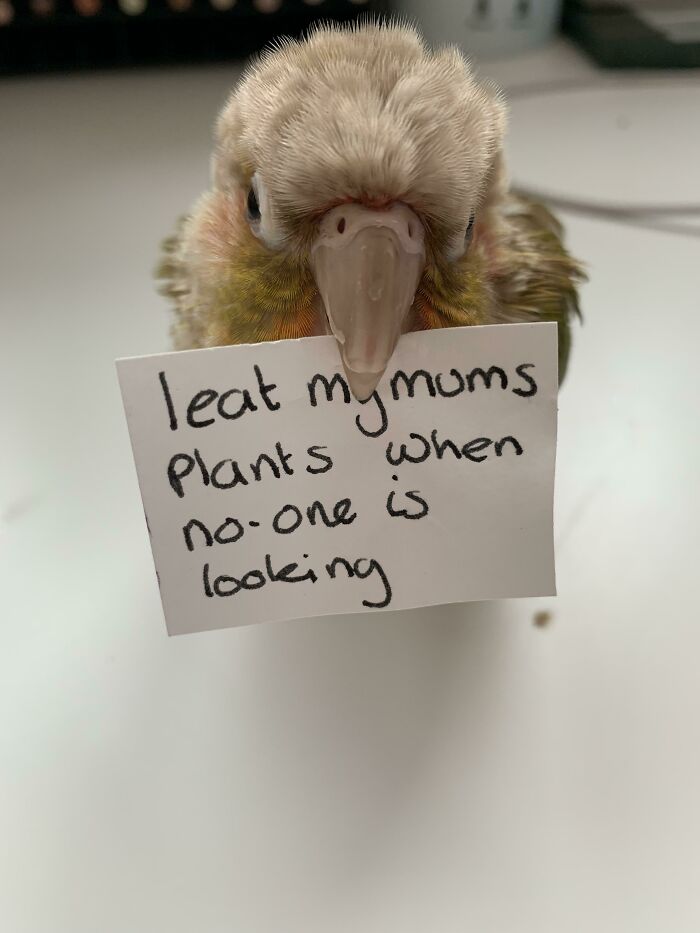Shame Bird is Not Impressed