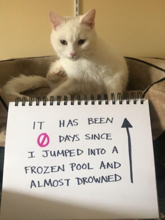 Cat-Shaming: Now a Full-Time Job
