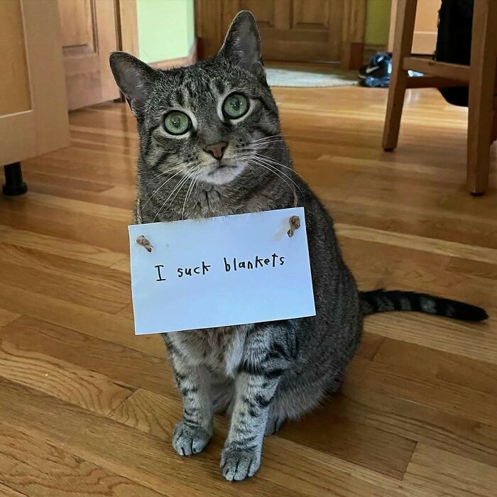 Yet Another Case of Cat Shaming