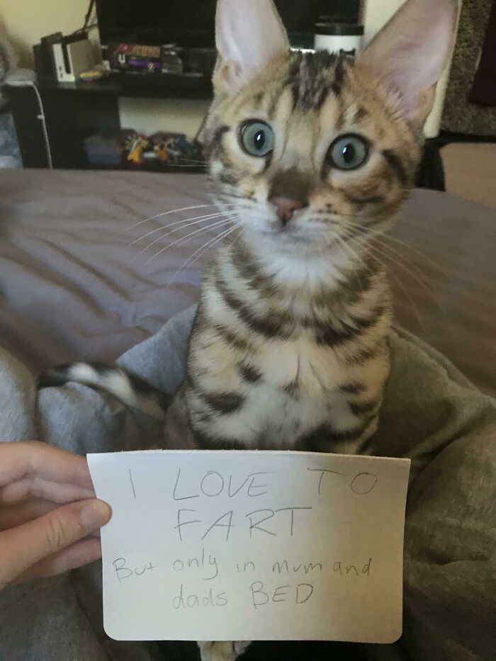 Is Cat Shaming Still A Thing? You Bet!
