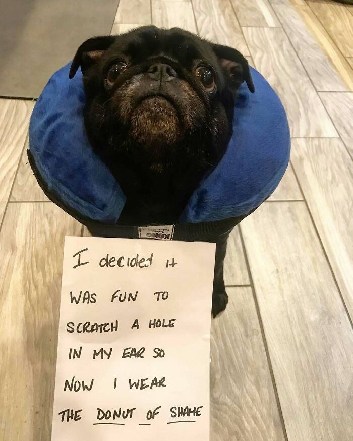 Dog Shaming Level: Expert