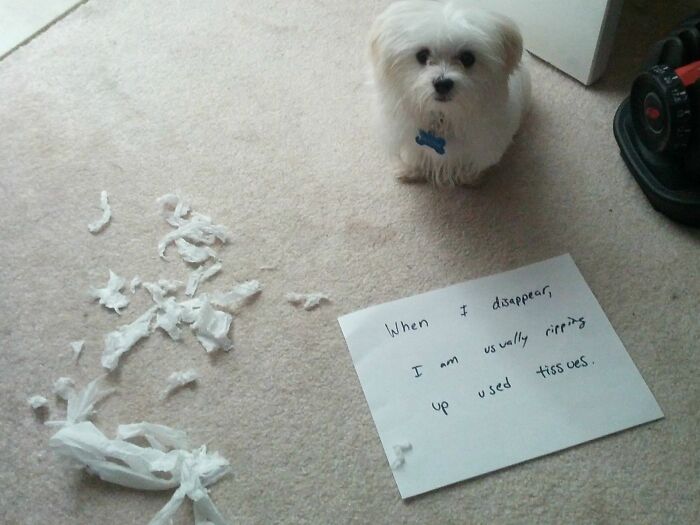 Puppy Joins The Shaming Party