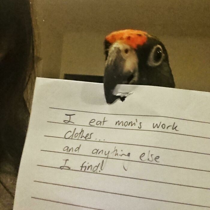 Bird Shaming is a Real Thing