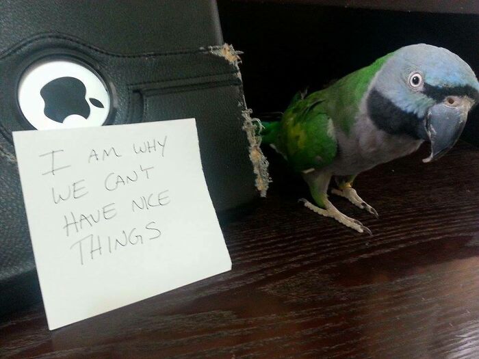 Parrot Caught Being a Little Jerk
