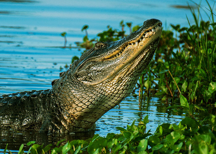 These Survival Myths Are Totally Busted—Here’s What Actually Works