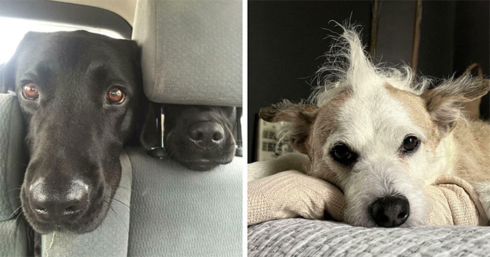81 Dogs Doing Absolutely Goofy Stuff That’ll Make You Smile (Trust Us)