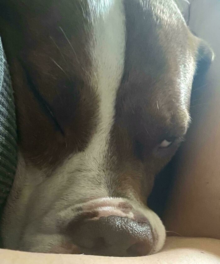 Heartworm Treatment Kicked In, Then So Did The Gabapentin…