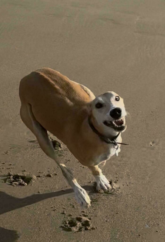 Screenshot of Pure Joy: Dog Running on the Beach