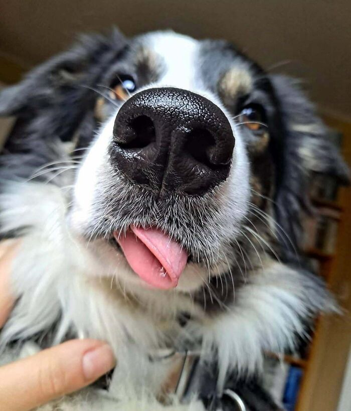 He’s Totally Confused by His Own Tongue