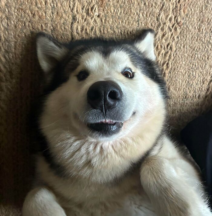 Two Brain Cells on Vacation, Please Send Help