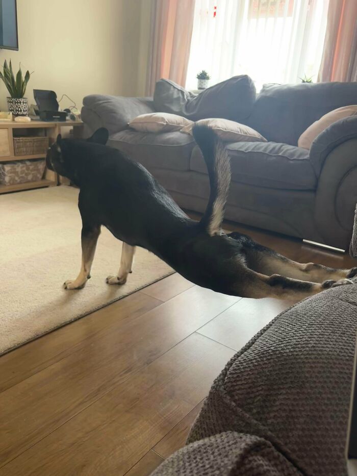 My Dog’s Favorite Way to Stretch (And It’s Fabulous)