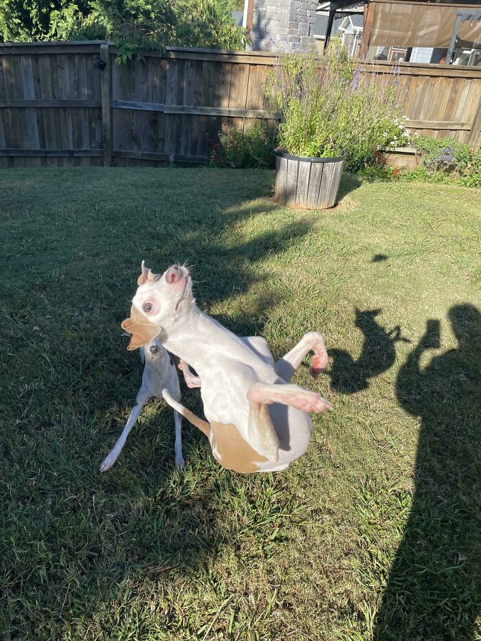 Wait, I Thought We Had a Dog...