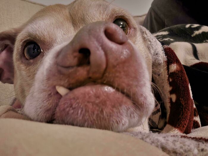 Special Snoot Coming Through to Brighten Your Day!