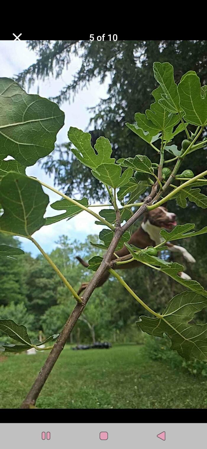 81 Dogs Doing Absolutely Goofy Stuff That’ll Make You Smile (Trust Us)