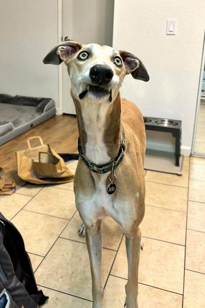 81 Dogs Doing Absolutely Goofy Stuff That’ll Make You Smile (Trust Us)