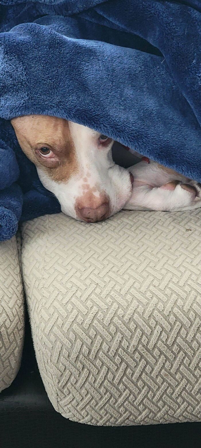 81 Dogs Doing Absolutely Goofy Stuff That’ll Make You Smile (Trust Us)