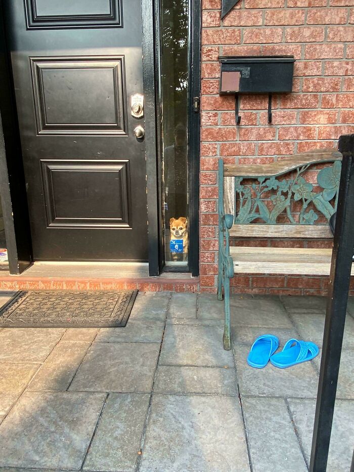 The Look My Dog Gives When I Leave for Work (Heartbreaker!)