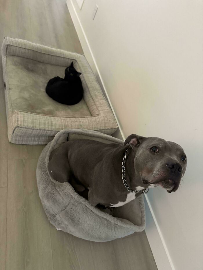 Loves the Cat Bed More Than His Own
