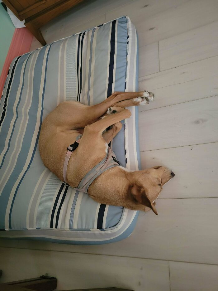 My 23lb Dog Does Not Fit on This Extra Large Bed Apparently