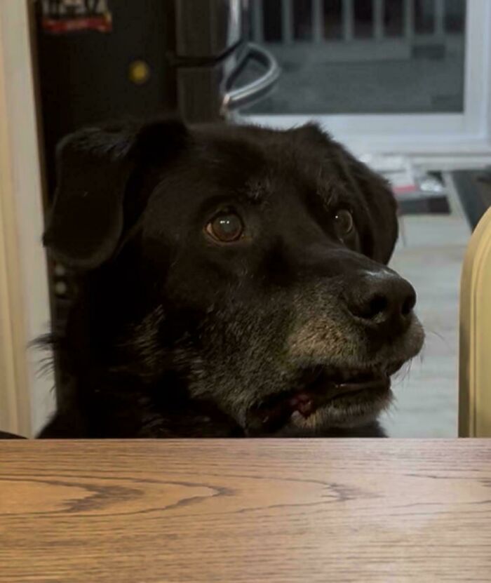 This Is Moe. Moe Is a Total Doofus!