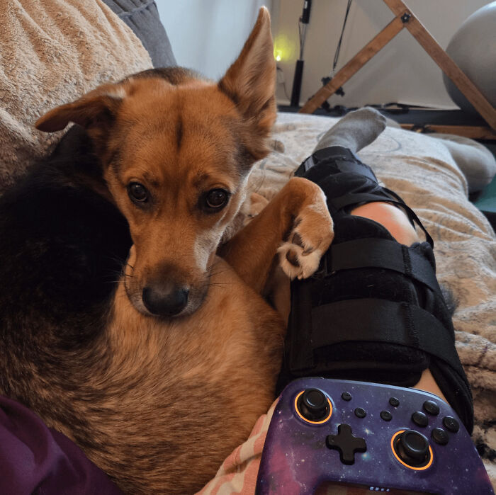 The Dog Who Headbutted Me Is Now My Emotional Support Pillow