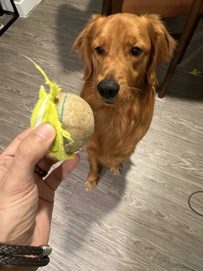 My Dog’s Weird Obsession: Tennis Balls As Coconuts