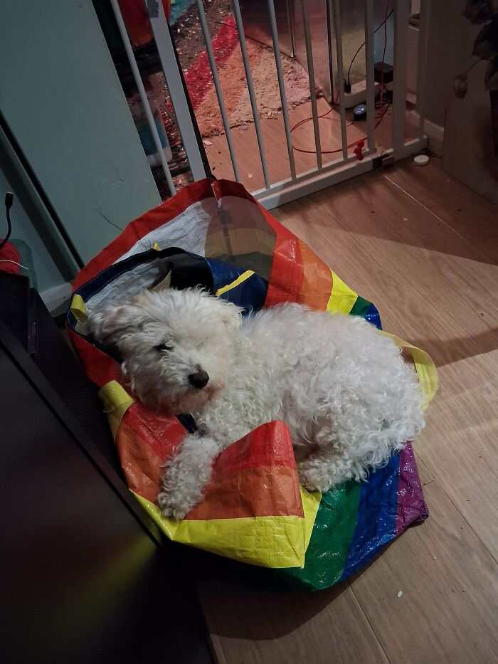 He Prefers Shopping Bags to His Bed (Classic)