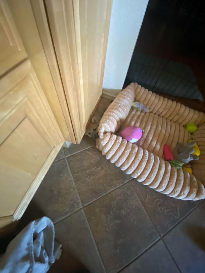 My 12-Week-Old Puppy Has No Clue How Beds Work Yet