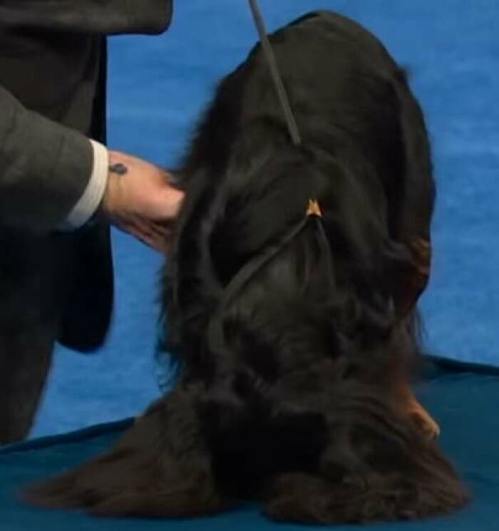 Spent Thanksgiving Taking the Worst Screenshots of the National Dog Show