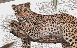 Wait Till You See These Animal Sketches That Are Basically Magic!