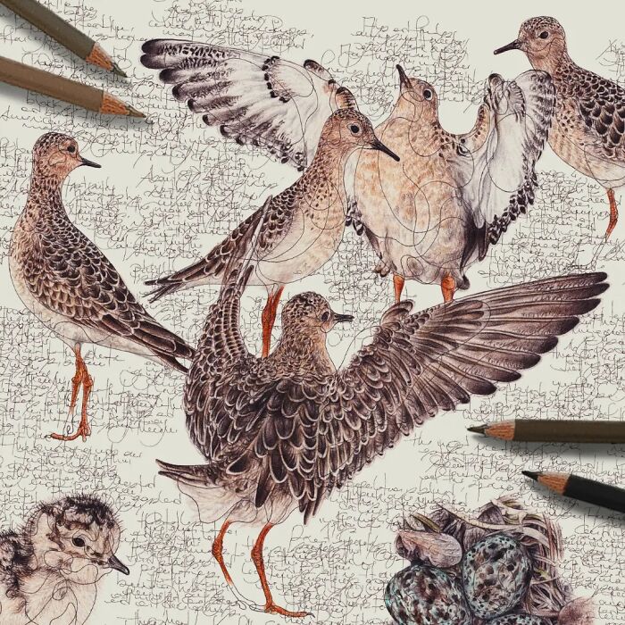 Wait Till You See These Animal Sketches That Are Basically Magic!