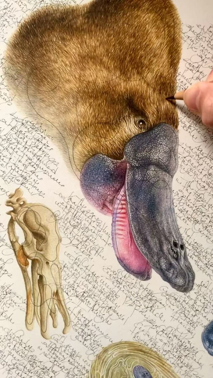 Wait Till You See These Animal Sketches That Are Basically Magic!