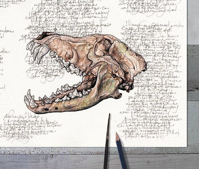 Wait Till You See These Animal Sketches That Are Basically Magic!