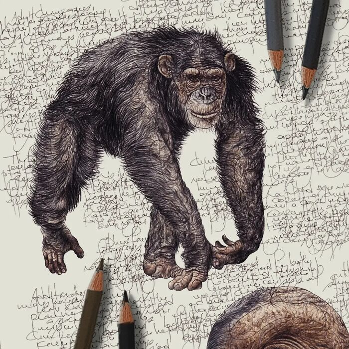 Wait Till You See These Animal Sketches That Are Basically Magic!