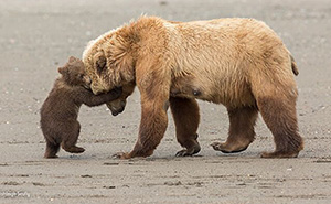 40 Wildlife Photos That Totally Deserve an Oscar (If Photos Had Oscars)