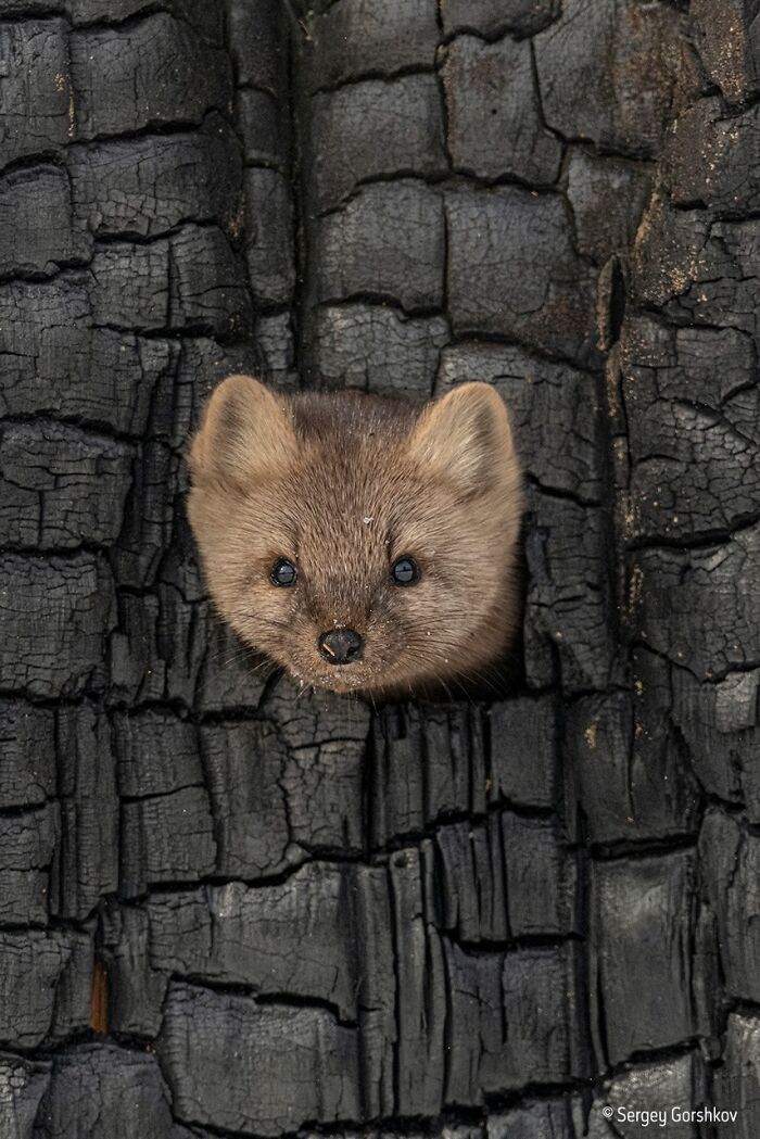 40 Wildlife Photos That Totally Deserve an Oscar (If Photos Had Oscars)