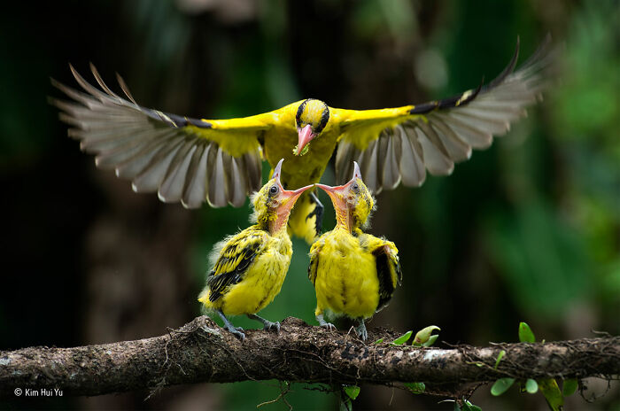 40 Wildlife Photos That Totally Deserve an Oscar (If Photos Had Oscars)