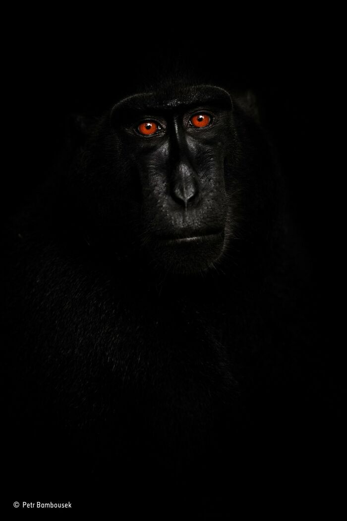 40 Wildlife Photos That Totally Deserve an Oscar (If Photos Had Oscars)