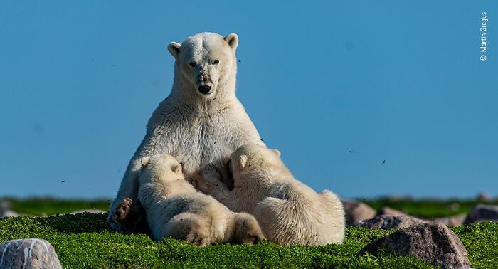 40 Wildlife Photos That Totally Deserve an Oscar (If Photos Had Oscars)