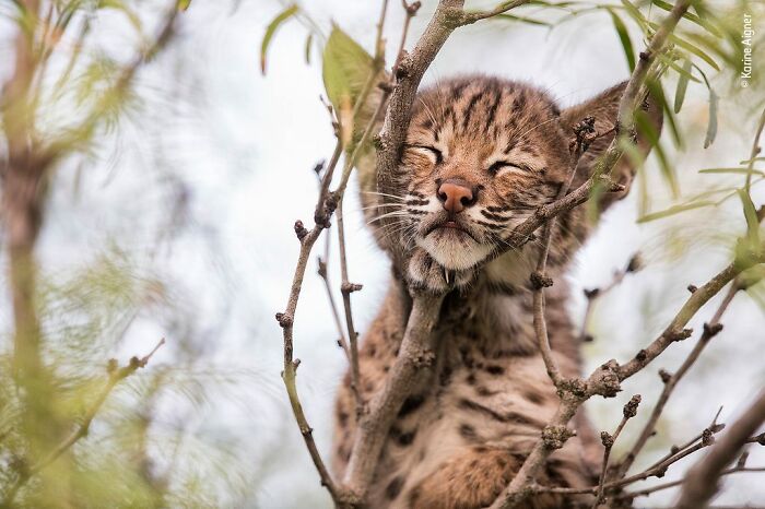 40 Wildlife Photos That Totally Deserve an Oscar (If Photos Had Oscars)