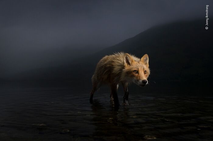 40 Wildlife Photos That Totally Deserve an Oscar (If Photos Had Oscars)