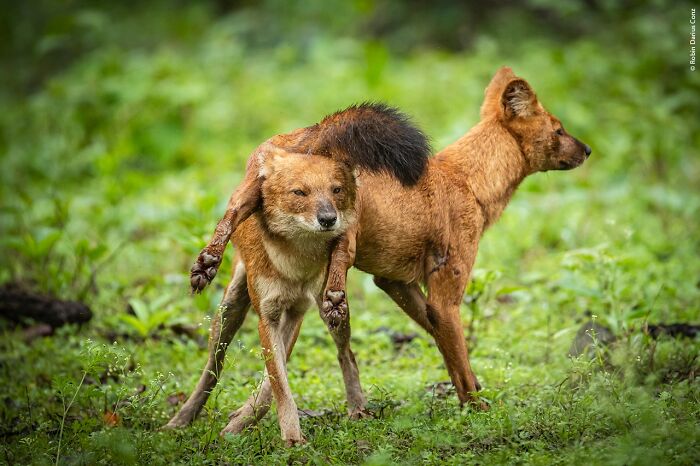 40 Wildlife Photos That Totally Deserve an Oscar (If Photos Had Oscars)