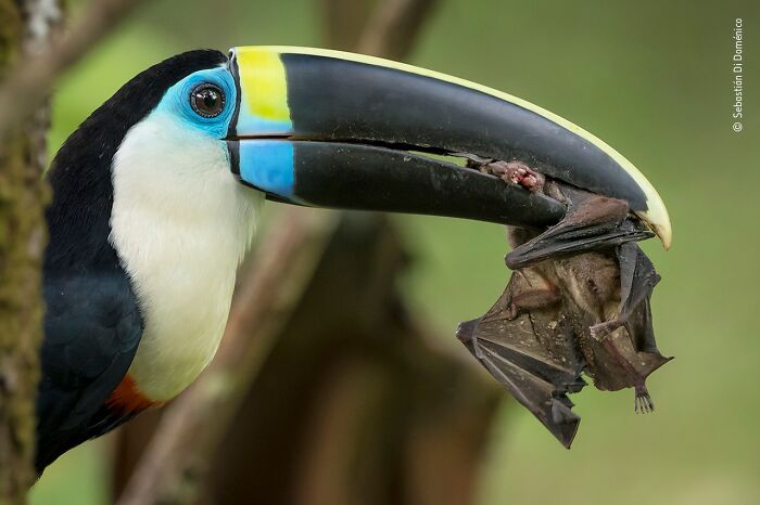 40 Wildlife Photos That Totally Deserve an Oscar (If Photos Had Oscars)