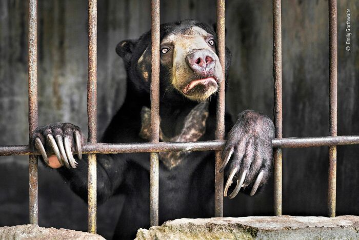 40 Wildlife Photos That Totally Deserve an Oscar (If Photos Had Oscars)